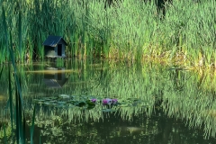 Rasen-mähen-am-Sandbacher-See-im-Juli-2020-11