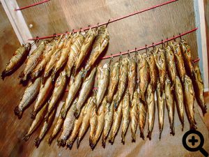 Für das Anglerfest 1997 wurden 80 Forellen zum Verkauf geräuchert.
